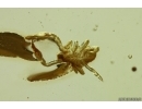 Pseudoscorpion and More. Fossil inclusions in Ukrainian Rovno amber #14131R