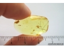 Pseudoscorpion and More. Fossil inclusions in Ukrainian Rovno amber #14131R