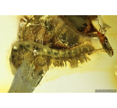 Rare Millipede Diplopoda. Fossil inclusion in Ukrainian amber #14132R