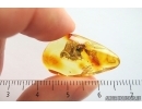 Rare Millipede Diplopoda. Fossil inclusion in Ukrainian amber #14132R