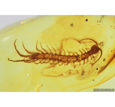 Nice Big 12mm! Centipede Lithobiidae. Fossil insect in Baltic amber #14133