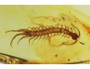 Nice Big 12mm! Centipede Lithobiidae. Fossil insect in Baltic amber #14133