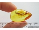 Nice Big 12mm! Centipede Lithobiidae. Fossil insect in Baltic amber #14133