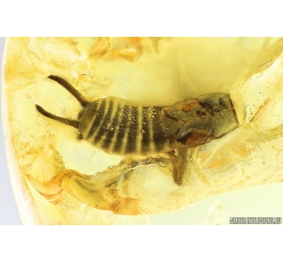 Rare Earwig Dermaptera . Fossil inclusions in Ukrainian Rovno amber stone #14134R