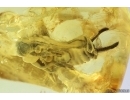 Rare Earwig Dermaptera . Fossil inclusions in Ukrainian Rovno amber stone #14134R