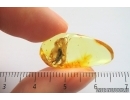 Rare Earwig Dermaptera . Fossil inclusions in Ukrainian Rovno amber stone #14134R