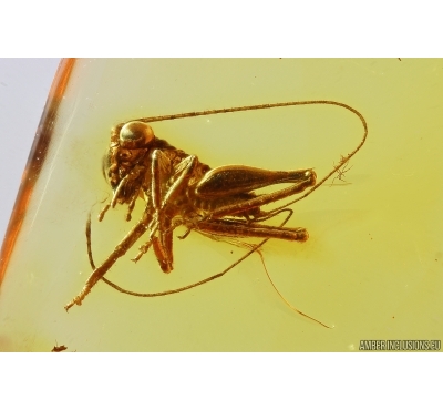 Cricket Orthoptera and Ant Hymenoptera. Fossil inclusions in Baltic amber #14135