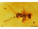 Cricket Orthoptera and Ant Hymenoptera. Fossil inclusions in Baltic amber #14135