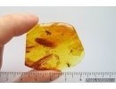 Cricket Orthoptera and Ant Hymenoptera. Fossil inclusions in Baltic amber #14135