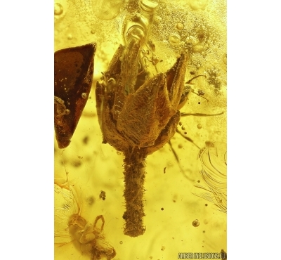 Nice Flower and many plants. Fossil inclusions in Baltic amber stone #14136