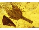 Nice Flower and many plants. Fossil inclusions in Baltic amber stone #14136