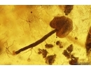 Nice Flower and many plants. Fossil inclusions in Baltic amber stone #14136