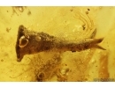 Nice Flower and many plants. Fossil inclusions in Baltic amber stone #14136