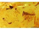 Nice Flower and many plants. Fossil inclusions in Baltic amber stone #14136