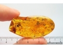 Nice Flower and many plants. Fossil inclusions in Baltic amber stone #14136