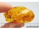 Nice Flower and many plants. Fossil inclusions in Baltic amber stone #14136