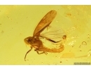 Leafhopper, Cicadomorpha, Cicadeilidae. Fossil inclusions in Baltic amber #14140
