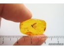Leafhopper, Cicadomorpha, Cicadeilidae. Fossil inclusions in Baltic amber #14140