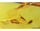 5 Leafhoppers, Cicadomorpha, Cicadeilidae. Fossil inclusions in Baltic amber #14142