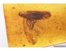Planthopper Fulgoromorpha Achilidae. Fossil inclusion Baltic amber #14143