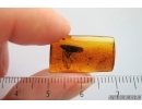 Planthopper Fulgoromorpha Achilidae. Fossil inclusion Baltic amber #14143