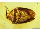 Planthopper Fulgoromorpha Achilidae. Fossil inclusion Baltic amber #14144
