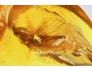 Planthopper Fulgoromorpha Achilidae . Fossil inclusion Baltic amber #14146