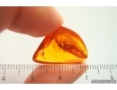 Planthopper Fulgoromorpha Achilidae . Fossil inclusion Baltic amber #14146