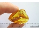 Planthopper Fulgoromorpha Achilidae. Fossil insect in Ukrainian Rovno amber #14147R