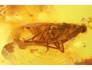 Planthopper Fulgoromorpha Cixiidae. Fossil inclusion Baltic amber #14148