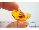 Planthopper Fulgoromorpha Cixiidae. Fossil inclusion Baltic amber #14148