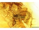 Planthopper Fulgoromorpha Cixiidae, Aphid and More. Fossil inclusions Baltic amber #14149