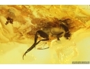 Planthopper Fulgoromorpha Cixiidae, Aphid and More. Fossil inclusions Baltic amber #14149