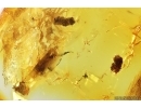 Planthopper Fulgoromorpha Cixiidae, Aphid and More. Fossil inclusions Baltic amber #14149
