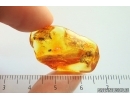 Planthopper Fulgoromorpha Cixiidae, Aphid and More. Fossil inclusions Baltic amber #14149