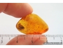 Planthopper Fulgoromorpha Cixiidae. Fossil inclusion Baltic amber #14150