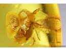 Planthopper Fulgoromorpha Cixiidae. Fossil inclusion Baltic amber #14151