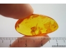 Planthopper Fulgoromorpha Cixiidae. Fossil inclusion Baltic amber #14151