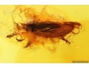Rare Froghopper Cicadomorpha Aphrophoridae Fossil inclusion in Baltic amber stone#14152