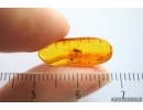 True Bug Miridae. Fossil inclusion in Baltic amber #14153