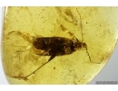 True Bug Miridae. Fossil inclusion in Baltic amber #14154