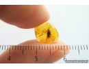 True Bug Miridae. Fossil inclusion in Baltic amber #14154