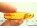 True Bug Miridae. Fossil inclusion in Baltic amber #14155