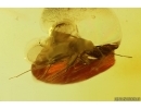 True Bug Miridae. Fossil inclusion in Baltic amber #14156
