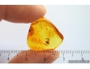 True Bug Miridae. Fossil inclusion in Baltic amber #14156