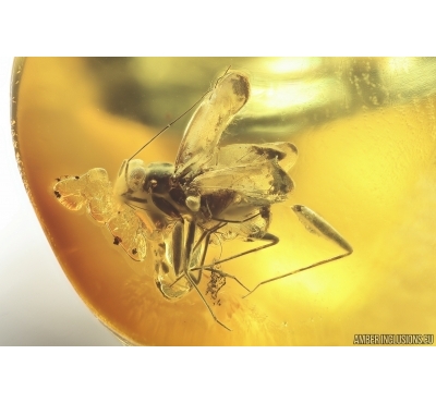 True Bug Heteroptera Miridae. Fossil insect in Ukrainian Rovno amber #14157R