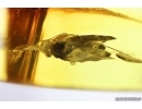 True Bug Heteroptera Miridae. Fossil insect in Ukrainian Rovno amber #14157R