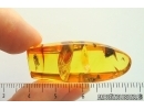 True Bug Heteroptera Miridae. Fossil insect in Ukrainian Rovno amber #14157R