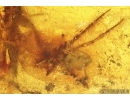 True Bug Miridae, Spider and More. Fossil inclusions in Baltic amber #14158