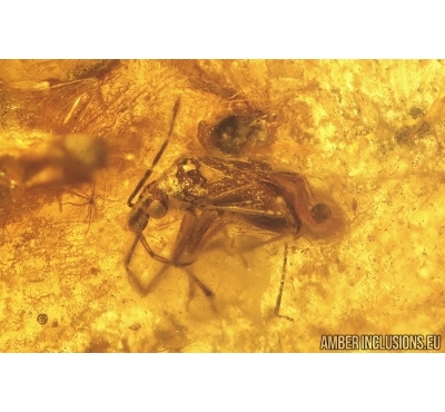 True Bug Miridae, Spider and More. Fossil inclusions in Baltic amber #14158